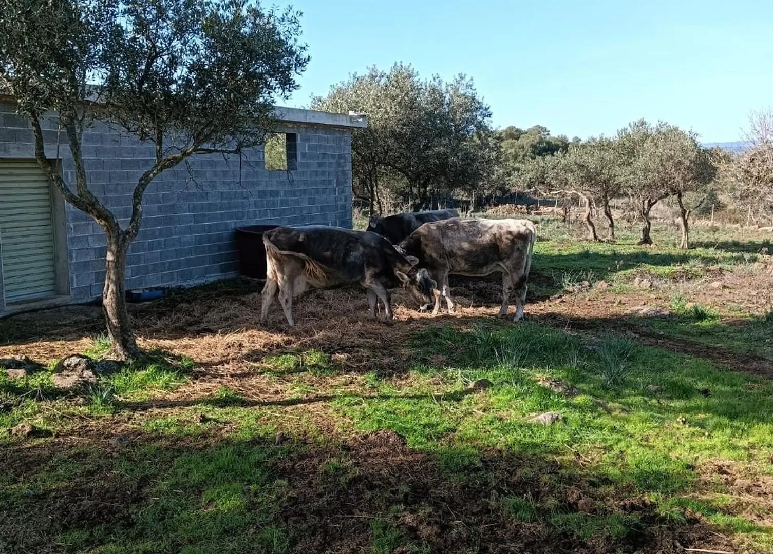 Farmhouse La Croisette - Agriturismo Dorgali Italië